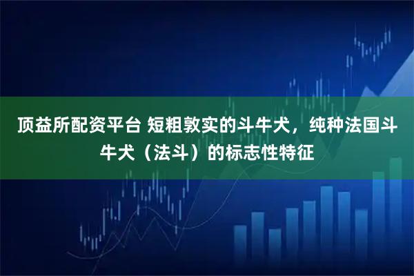 顶益所配资平台 短粗敦实的斗牛犬，纯种法国斗牛犬（法斗）的标志性特征
